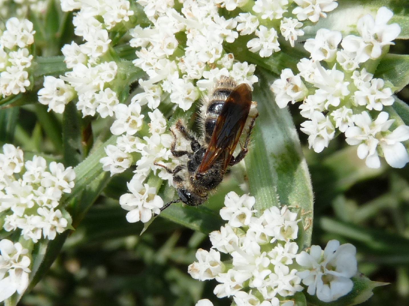 Colpa quinquecincta F (Scolidae)